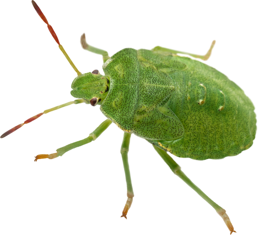 Green Shield Bug, Palomena Prasina